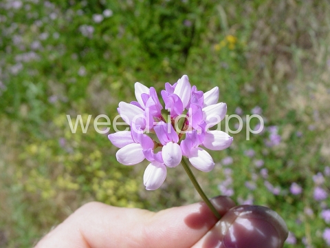 crownvetch, trailing